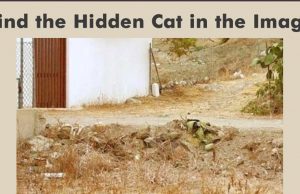 Picture Riddle: Spot the Hidden Cat in The Image.