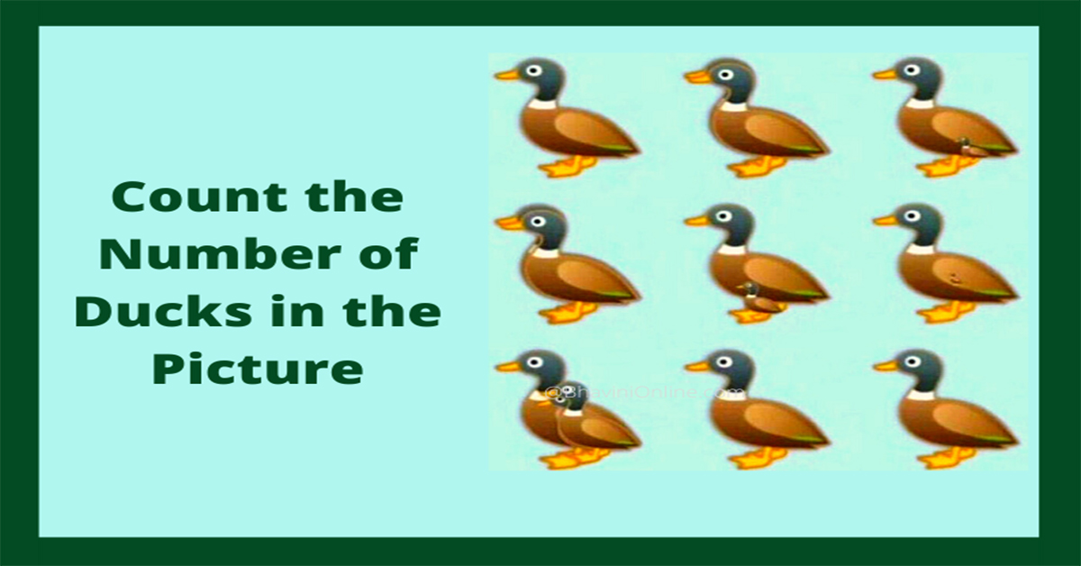 How Many Ducks Are There In This Picture?