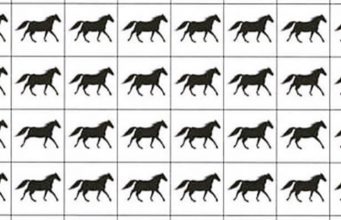 How Many Horses with 3 Legs?