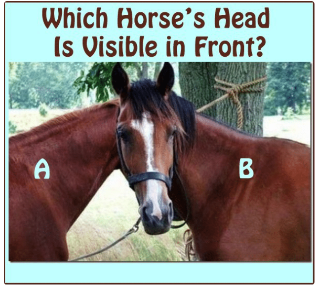 Fun Picture Riddle Which Horse’s Head Can be Seen in Front?