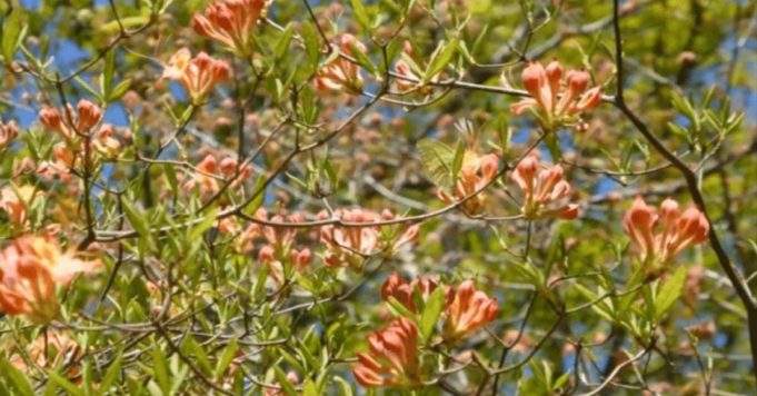 Find The Hidden Butterfly.