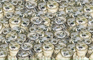 A cat is hidden among these olws. Can you find it?