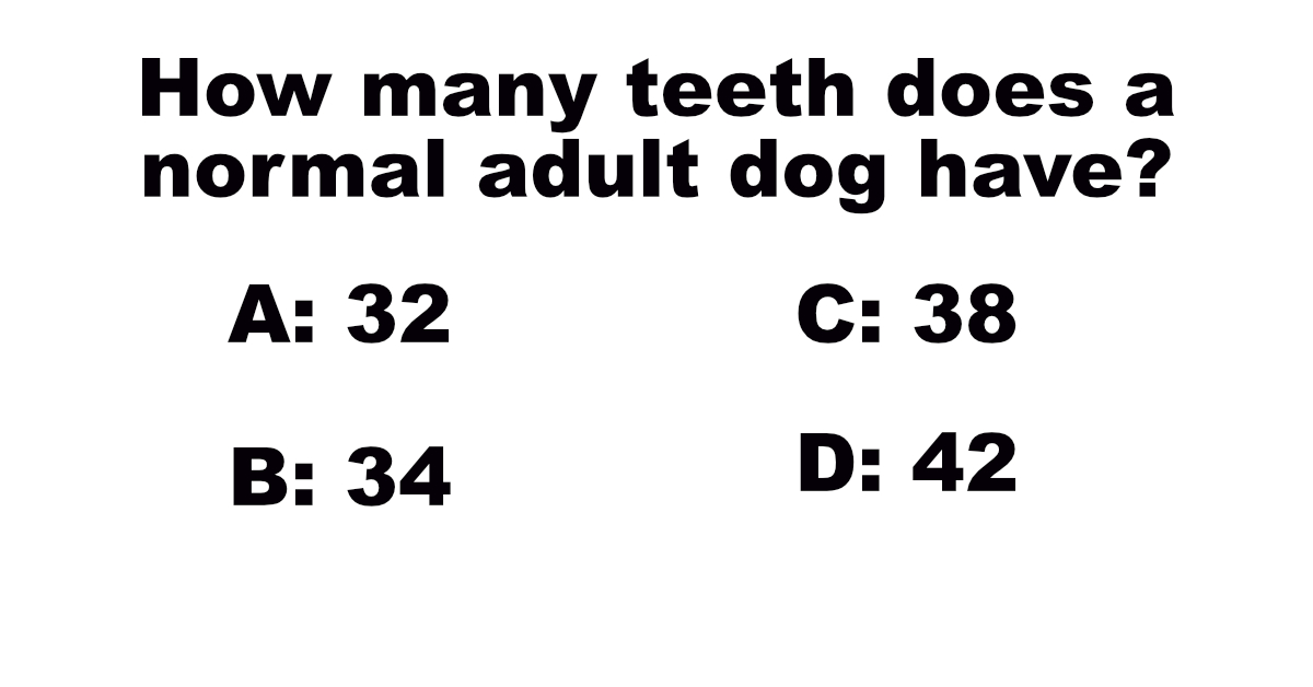 how-many-teeth-does-a-normal-adult-dog-have