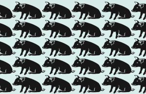 Find Two Different Pigs in Less Than 15 Seconds