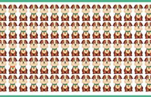 Spot a Difference in One of These Dogs.