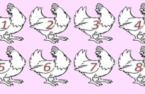 Strictly For The Genius…Spot The Differences Between The Chickens