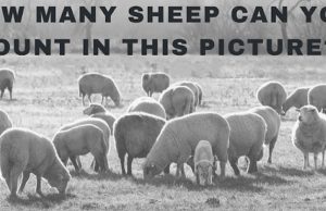 Count the Number of Sheep in the picture.