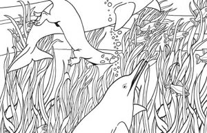 Help the Dolphins Find 12 FISH.