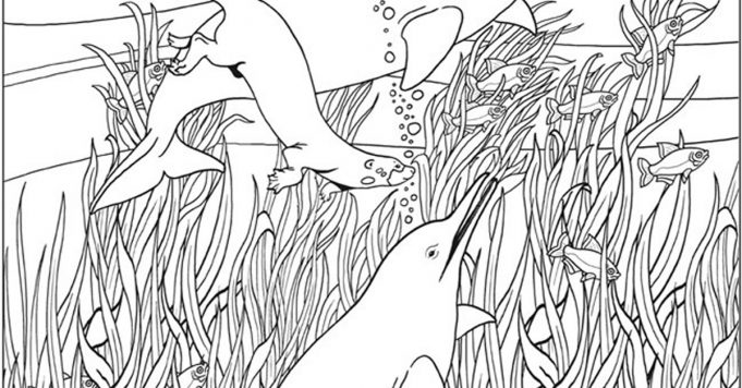 Help the Dolphins Find 12 FISH.