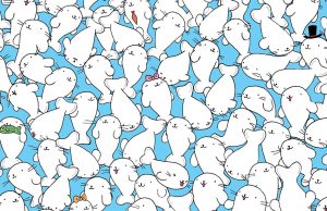 Can YOU find a marshmallow among the seals?