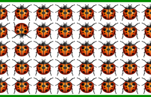 Can you SPOT the different BUG on this visual puzzle without cheating! SPOT the different BUG