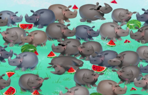 Can you see the hippo among the rhinos?