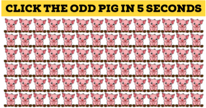 You Have An Extremely Sharp Brain If You Can Find The Odd Pig Out!
