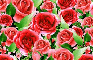 Can YOU find the tiny hearts hidden among a bouquet of red roses?