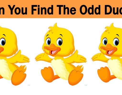 Can You Find The Odd Duck In This Picture?