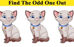 Can You Find The Odd Cat In This Picture?