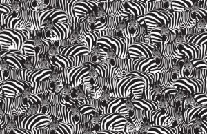 Find a Keyboard hidden among many Zebras in less than 15s