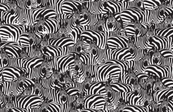 Find a Keyboard hidden among many Zebras in less than 15s