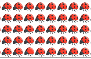 Time To Give Your Brain A Workout: Can you find the odd one out!