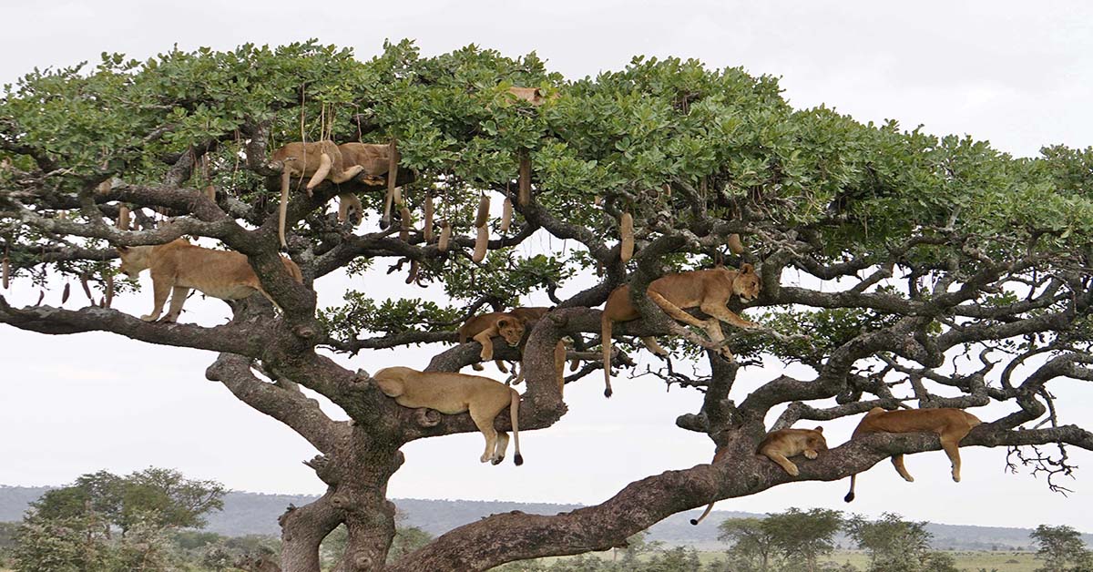 How Many Lions Do You See In This Picture?