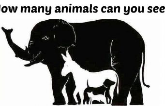 Only a genius can solve this puzzle: How many animals can you spot in this picture?