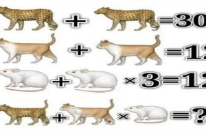 Can You Solve This Cat, Leopard And Mouse Riddle
