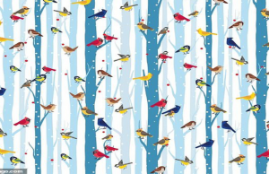 can you find the red-breasted robin among the birds?