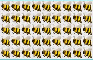 The challenge that only a few can handle: find the bee that stand out!