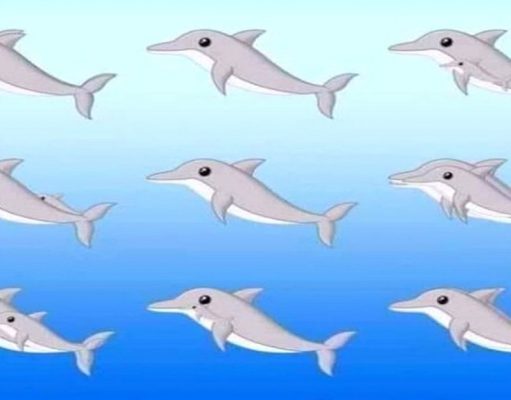 How Many Dolphins Do You See In This Picture?