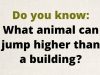 Tricky Questions That Makes Your Brain Sweat #17