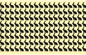 Can You Spot The Chicken Hidden among these rabbits?