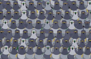 Find the Cat hiding among the Pigeons in less than 15 seconds