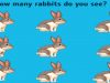 How Many Rabbits Do You See In This Picture?