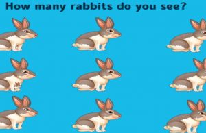 How Many Rabbits Do You See In This Picture?