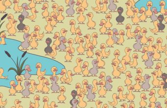 Can YOU spot the duckling hidden among the ducks?
