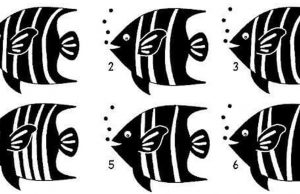 Which Two are Exactly Alike? Find The Twins.