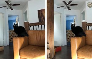 Can You Find At Least 6 Differences In These Pictures?