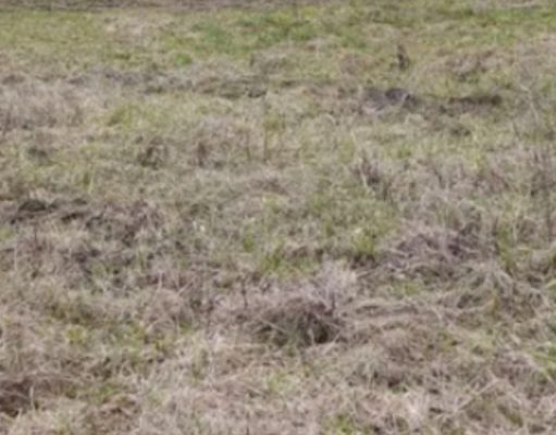 Can you find the cat hidden in this picture?