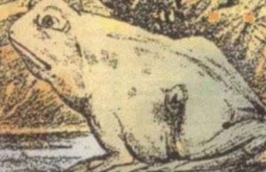 Only 1 in 5 can spot the animal hidden in the frog in this picture – can you?