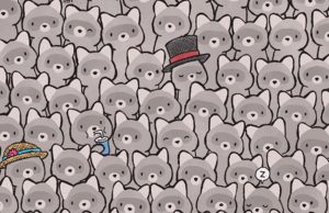 Can you find the hidden Cat among these Raccoons?