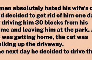 A man absolutely hated his wife’s cat and decided to get rid of him