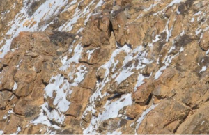 Can you spot the cat hidden in plain sight?