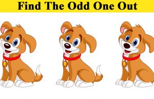 Can You Identify The Odd One Out?