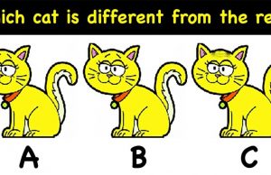 Only a genius can find the odd cat – in less than 30 seconds