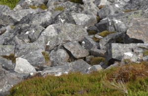 Only a few get it right – but can you find the bird in this picture?