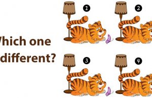 Which Cat is Different?