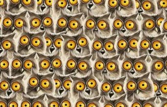 Can YOU spot the cat among the owls in less than 15 seconds?