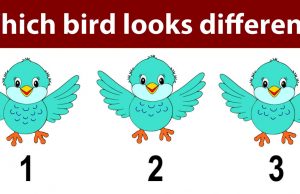 Today’s Puzzle: Which Bird looks different?