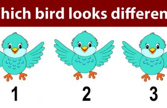 Today’s Puzzle: Which Bird looks different?