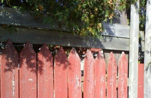 Most people can’t handle it: Let’s see if you’re able to find the cat hiding in this picture